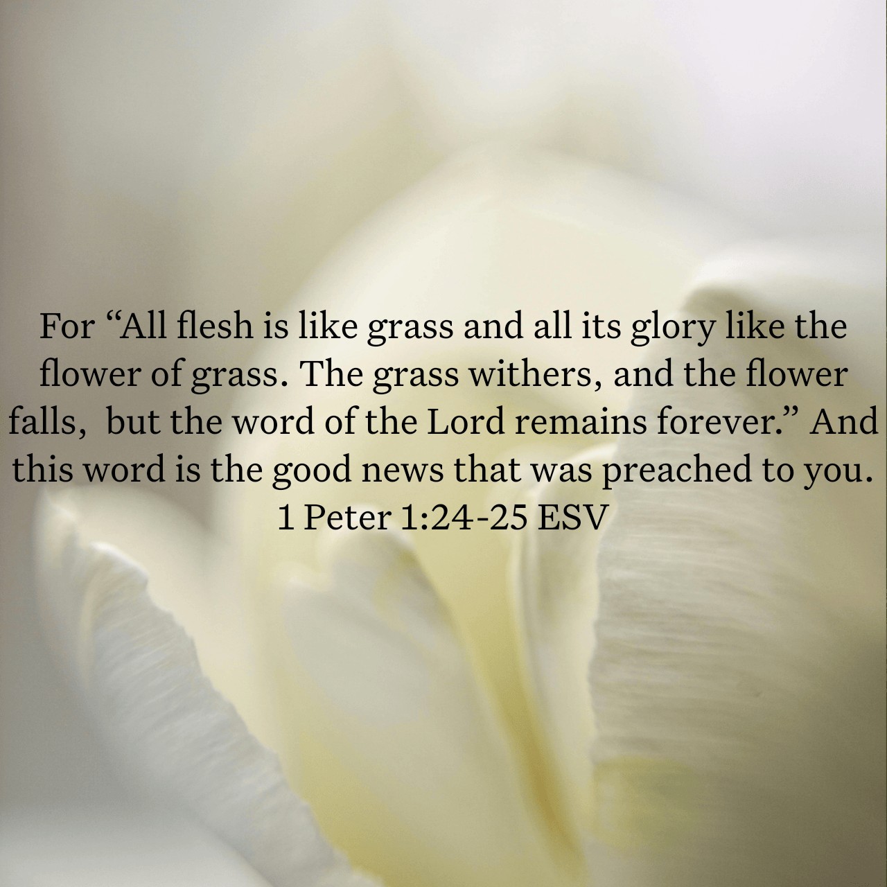 1 Peter 1:24-25.jpg