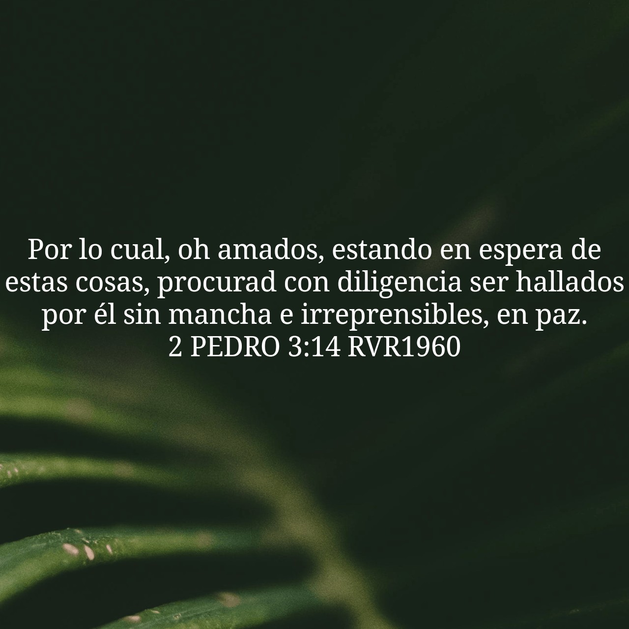 2 Pedro 3:14.jpg